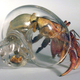 Image for article titled Glass shells let you see hermit crabs like you've never seen them before